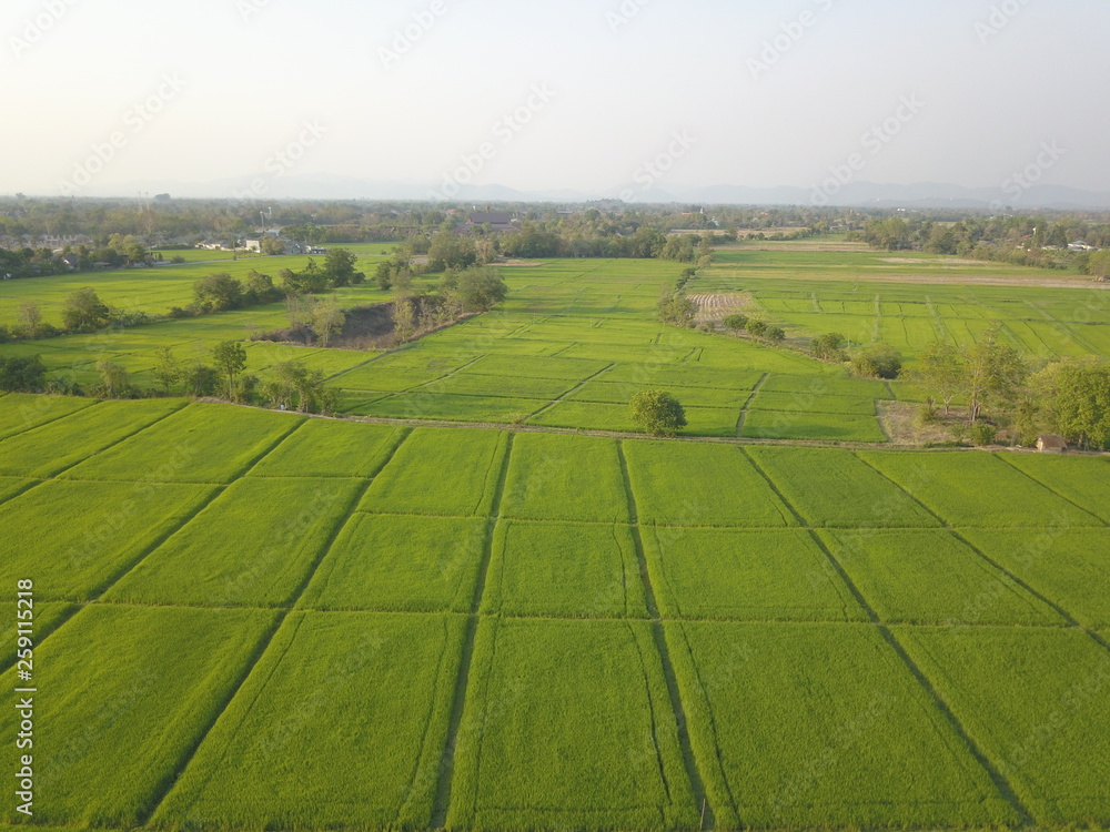 rice field from high angle