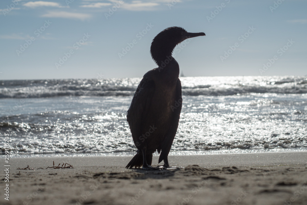 Fototapeta premium dark bird on beach 6