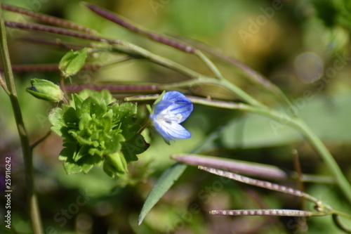 Gamander-Ehrenpreis (Veronica chamaedrys) photo