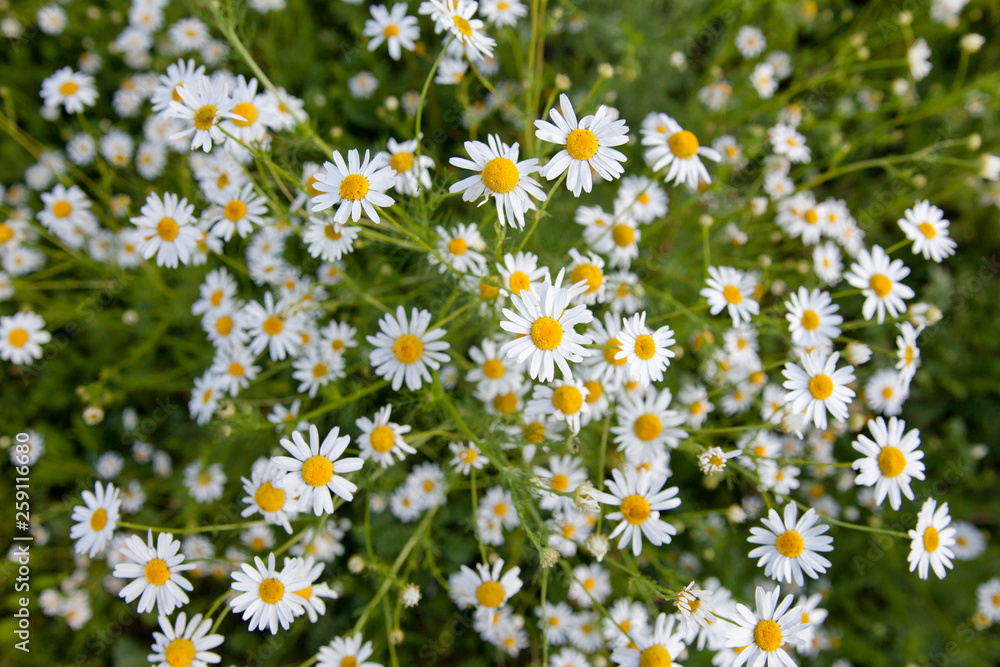 Flowering chamomile pharmacy. Many daisies, top view. Flowering chamomile pharmacy. Many daisies, top view.