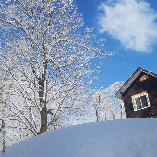 snow tree and cabin in japan photo