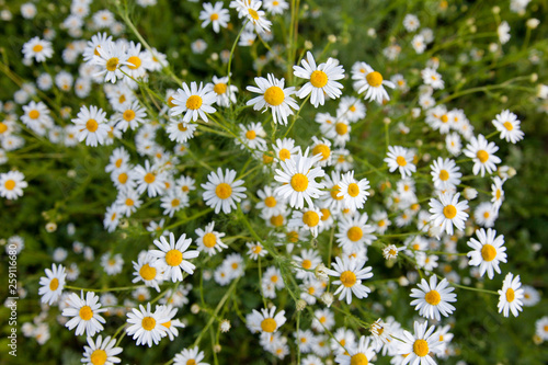 Flowering chamomile pharmacy. Many daisies  top view.