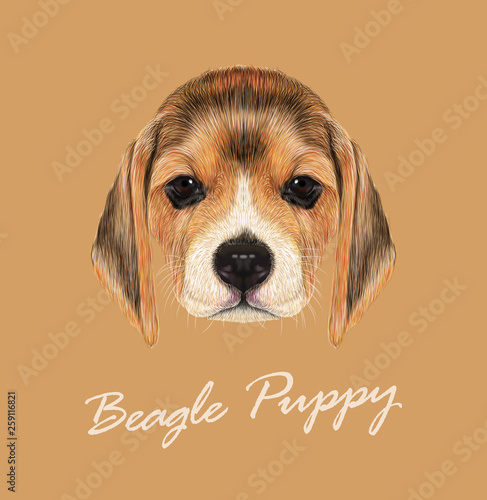 Beagle dog animal cute face. Vector fawn British beagle puppy head portrait. Realistic fur portrait of purebred brown beagle doggie isolated on beige background.