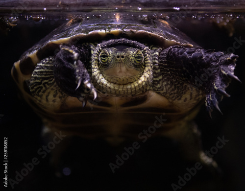 Photography tortue volante