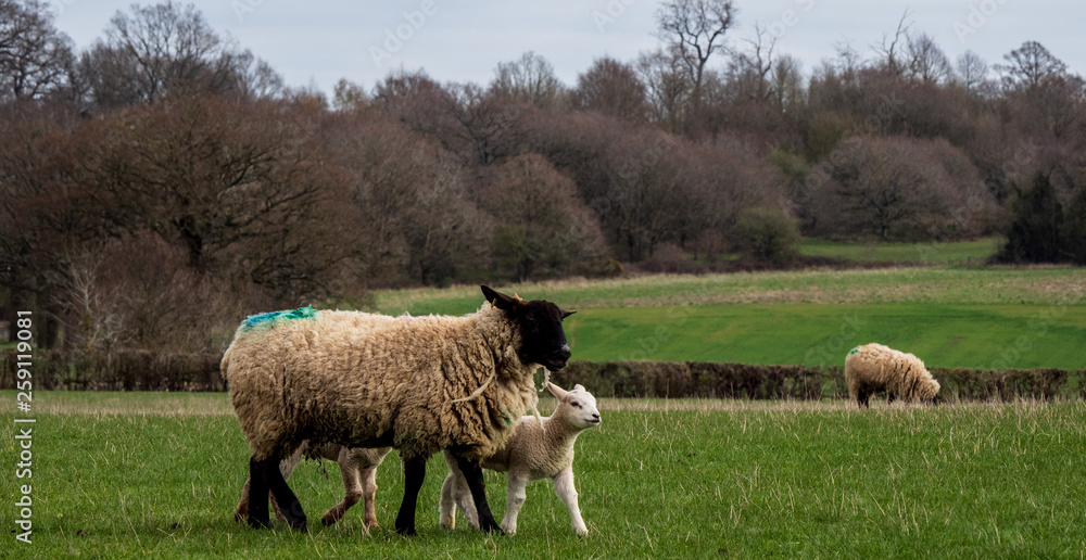 Obraz premium OLYMPUS DIGITAL CAMERA