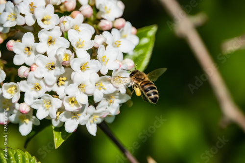 Honeybee Flying to Viburnum Flowers in Springtime
