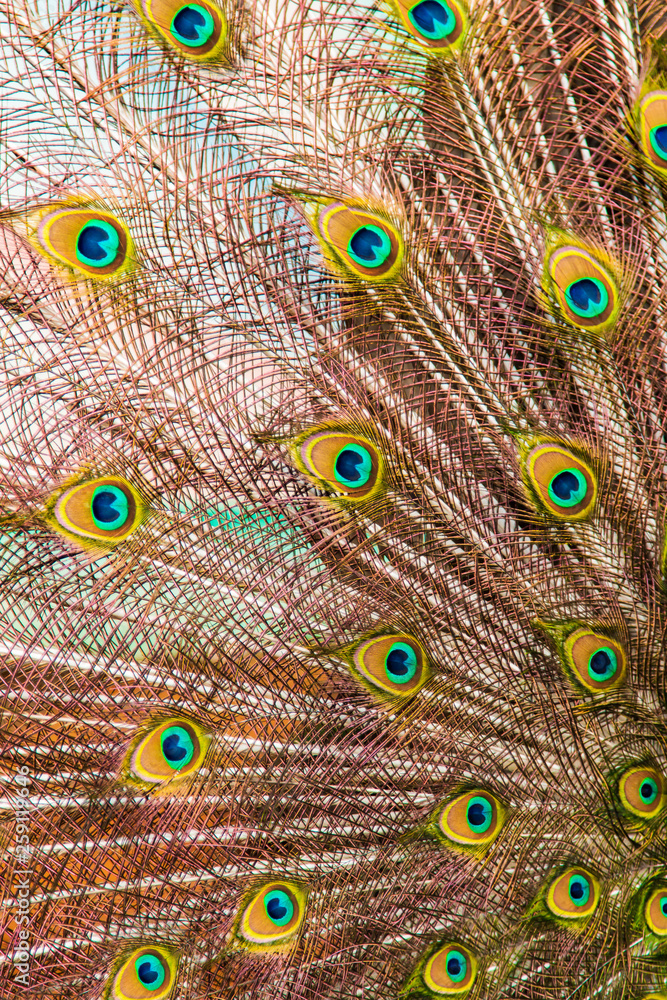 Obraz premium peacock feathers as a background