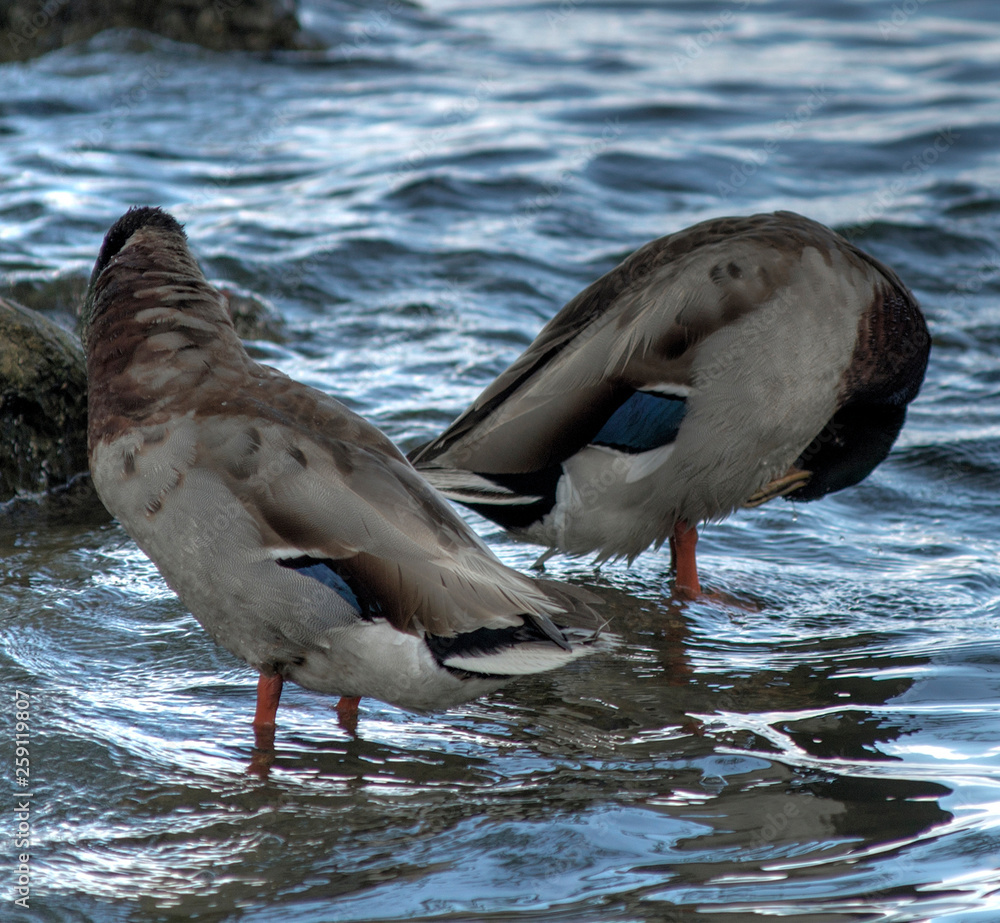 Canards colvert sur le lac de Nantua, France Canards colvert sur le lac de Nantua, France