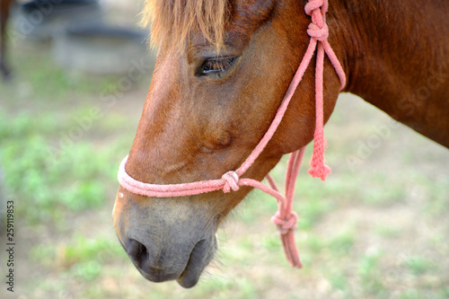 closeup face of horse photo