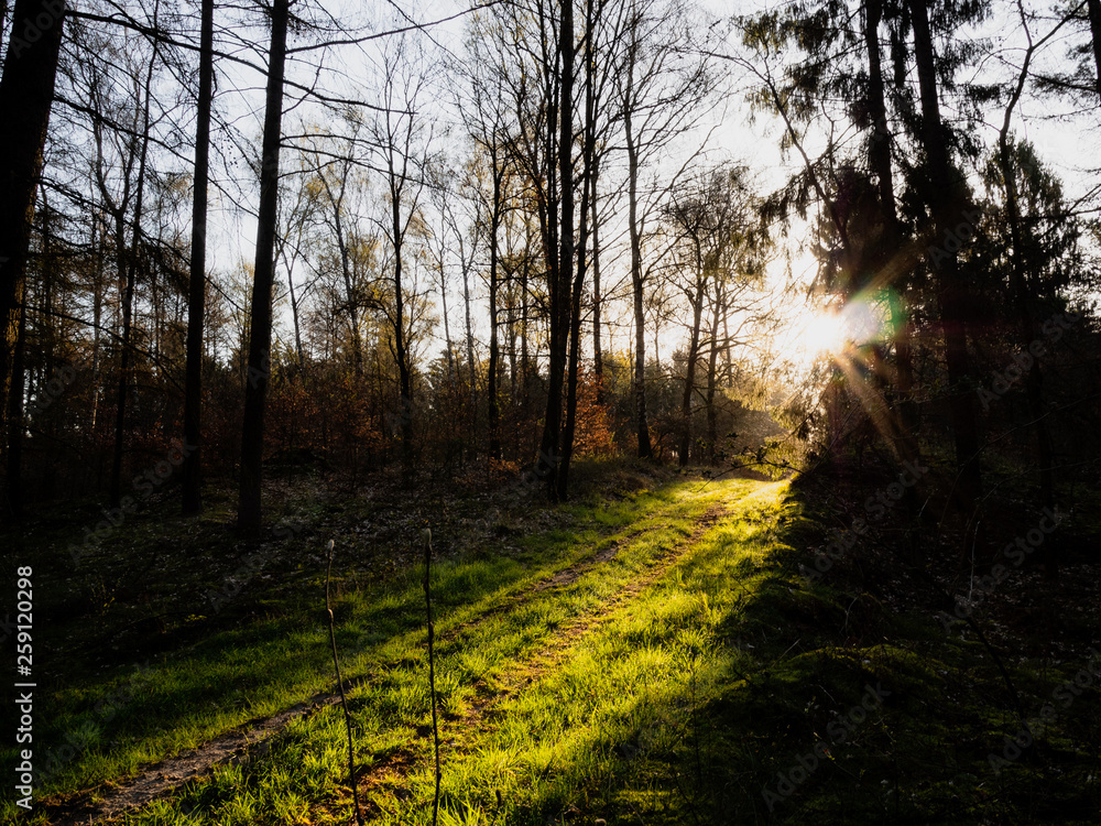 Naklejka premium Waldweg III