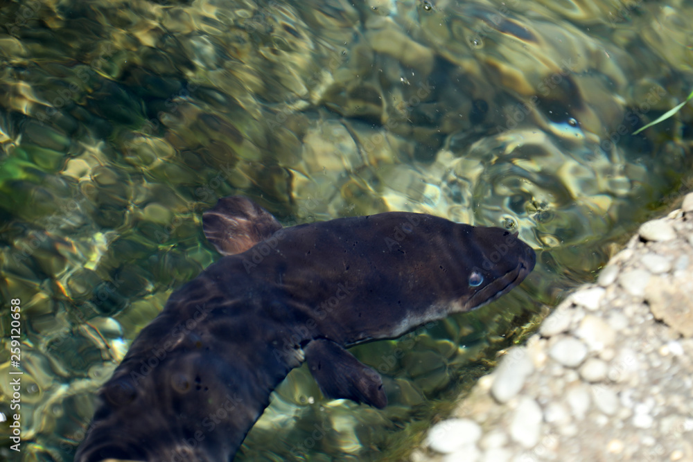 Fototapeta premium Aal Fisch im Avon River in Neuseeland