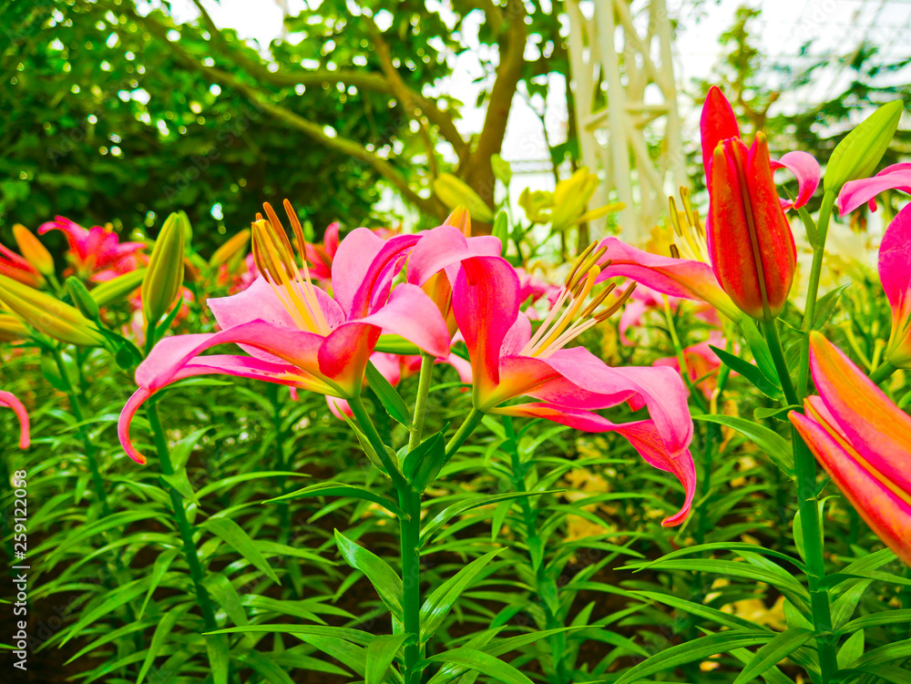These are lily flowers in the control temperature house 25 degree at North- east of Thailand. These are lily flowers in the control temperature house 25 degree at North- east of Thailand.