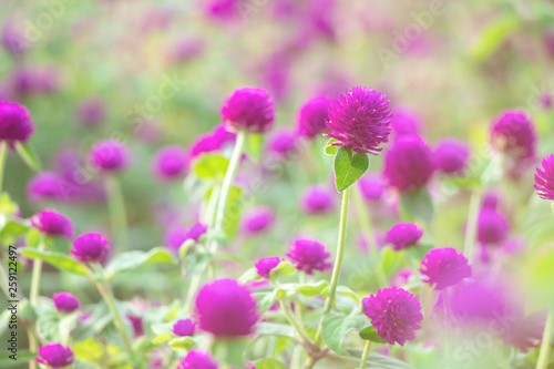 Selective focus beautiful Gomphrena globosa flower blooming in spring season.Also called Globe Amaranth Makhmali and Vadamalli.Purple flower in the garden.