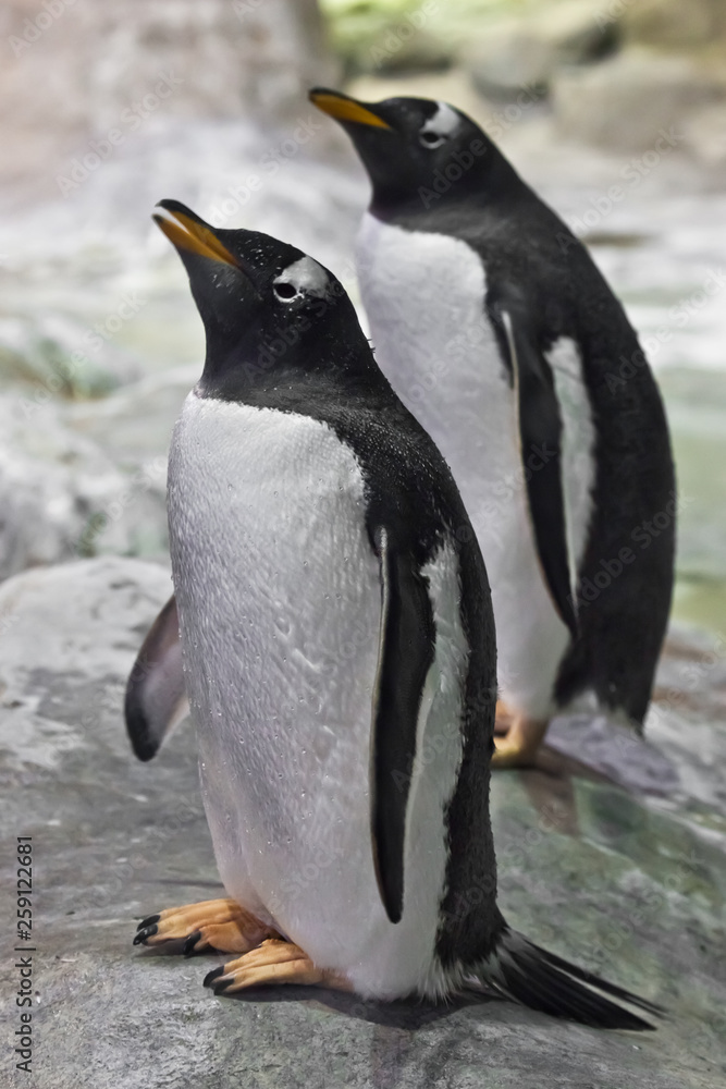 Naklejka premium A penguin stands with its beak up to the top. fat cute sub-arctic penguin. close-up,
