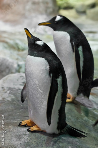 A penguin stands with its beak up to the top. fat cute sub-arctic penguin. close-up 