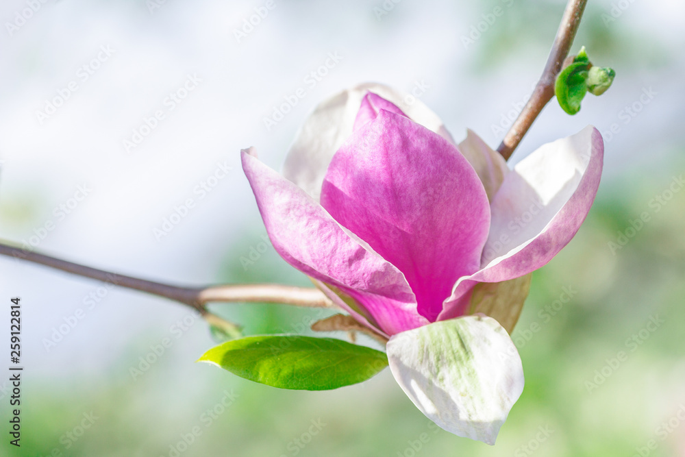 Magnolia blossom tree on a blurry background. Magnolia blossom tree on a blurry background.