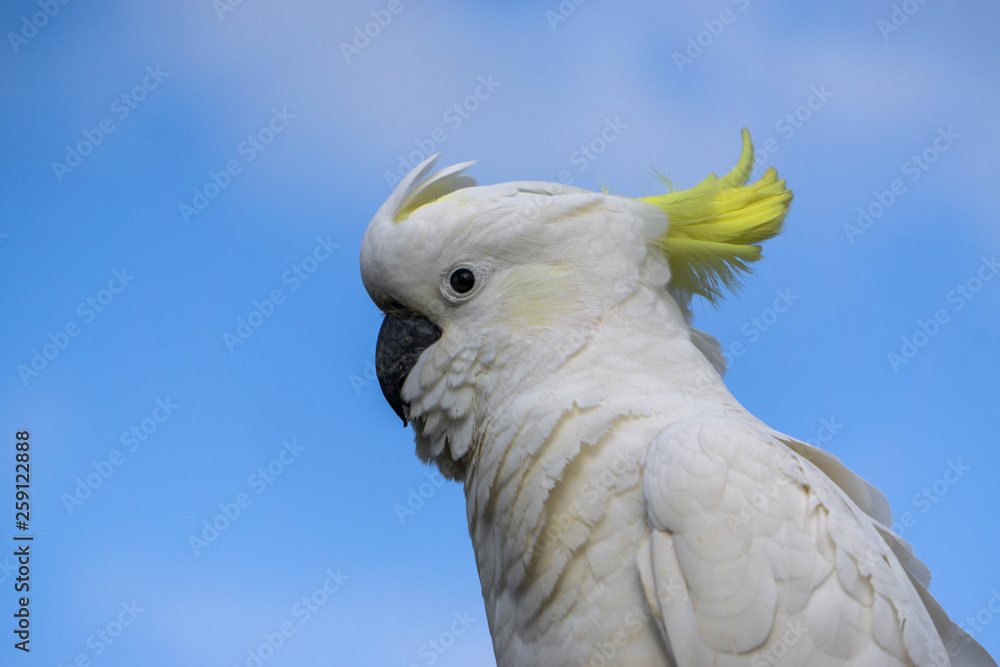 portrait of a cockatoo