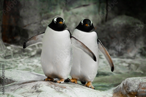 Two penguins are standing side by side  spouses  a married couple or friends  fat cute sub-Antarctic penguins stand funny spreading flipper wings.