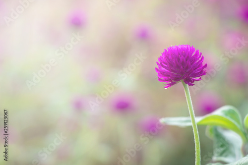 Selective focus beautiful Gomphrena globosa flower blooming in spring season.Also called Globe Amaranth Makhmali and Vadamalli.Purple flower in the garden.