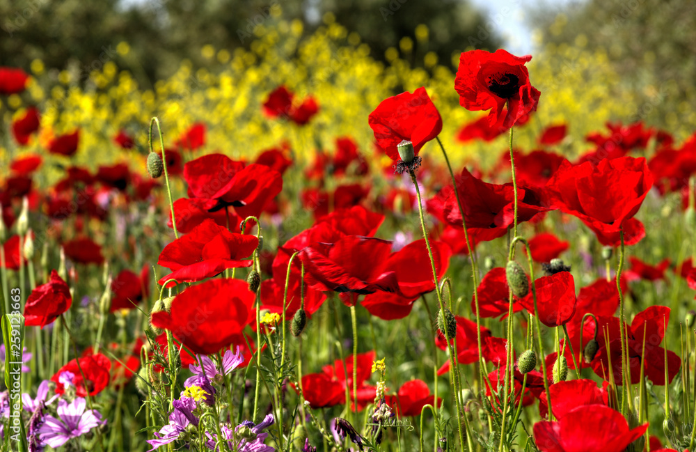 Champ de coquelicots à Nea Poteidaia, Grèce Champ de coquelicots à Nea Poteidaia, Grèce