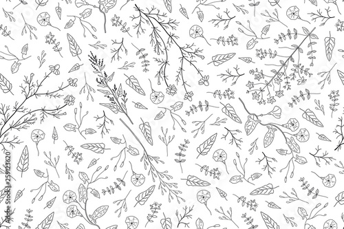 Hand drawn herbs, wild flowers, leaves on white background.