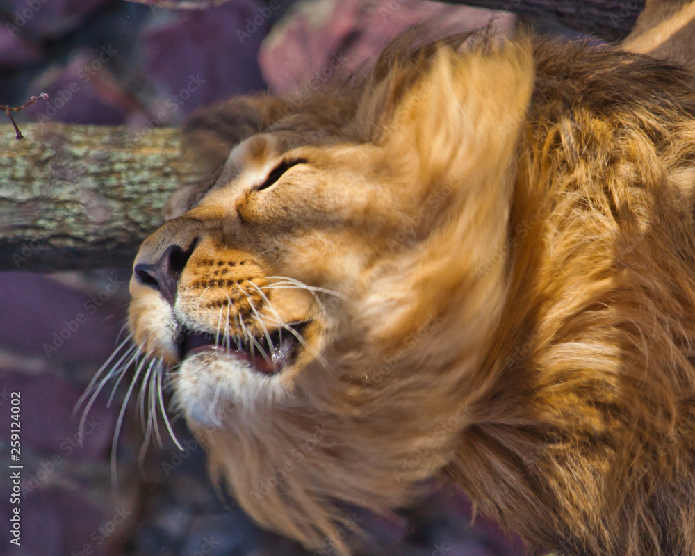 Naklejka premium Close-up- Leo shakes mane. Powerful male lion with a lush beautiful hairy mane R