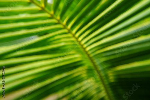blur of green palm leaf background © srckomkrit