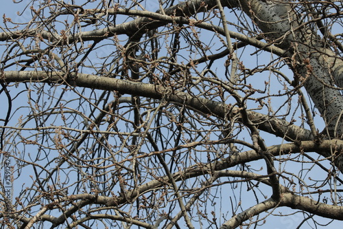 Dried Tree Branches in Wintertime