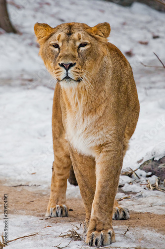 A beautiful and strong female lion is looking at you carefully and greedily. White background - snow.