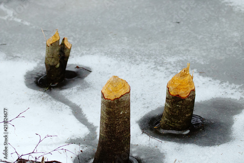 Traces of beaver activity in forest in winter. photo