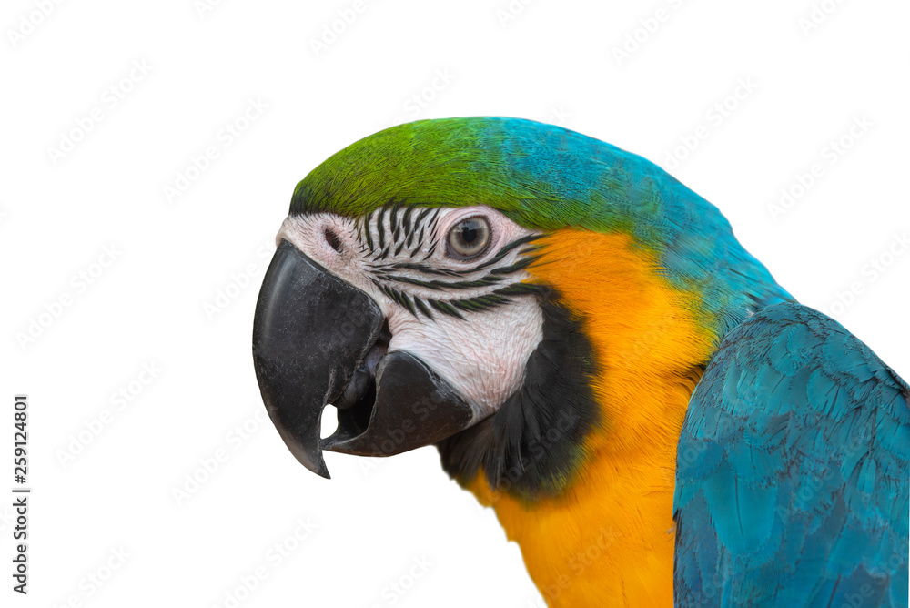 Closeup blue and gold macaw isolated on white background