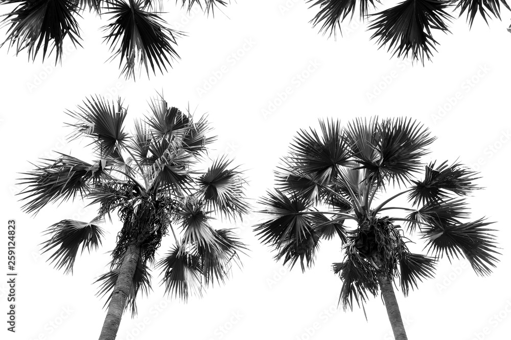 black and white sugar palm tree