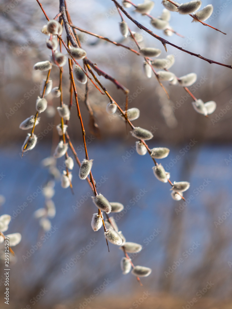 Pussy-willow branches with catkins. Blurred background. Grey fluffy catkins on a shrub salix cinerea in early spring on the river bank - Kyiv, Ukraine, Europe. Pussy-willow branches with catkins. Blurred background. Grey fluffy catkins on a shrub salix cinerea in early spring on the river bank - Kyiv, Ukraine, Europe.