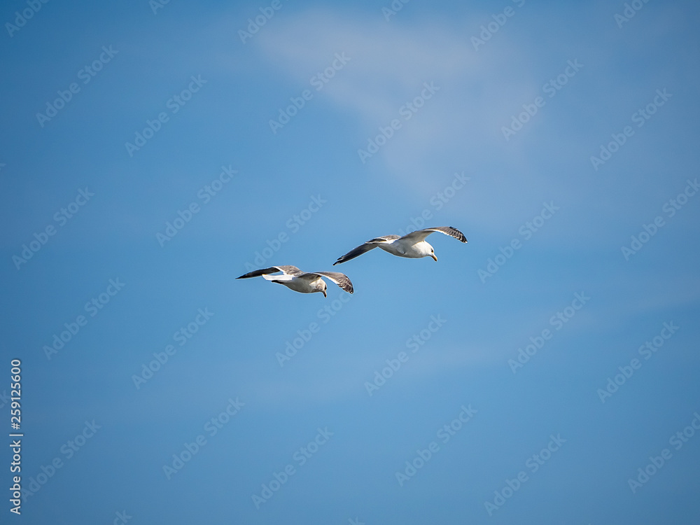 Pair of Seagulls in flight