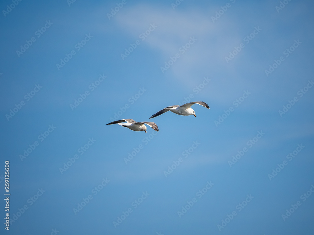 Pair of Seagulls in flight Pair of Seagulls in flight