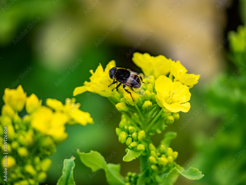 Macro small bee feeding from wild mustard flowers 5 Macro small bee feeding from wild mustard flowers 5