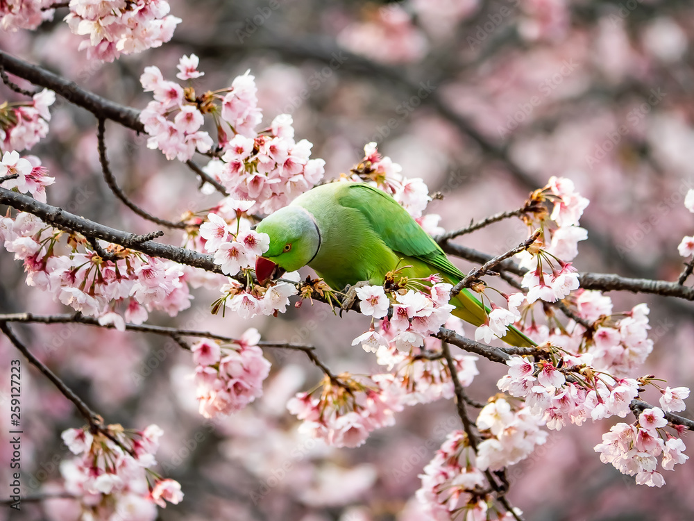 rose ringed parakeet in Japanese sakura tree 39
