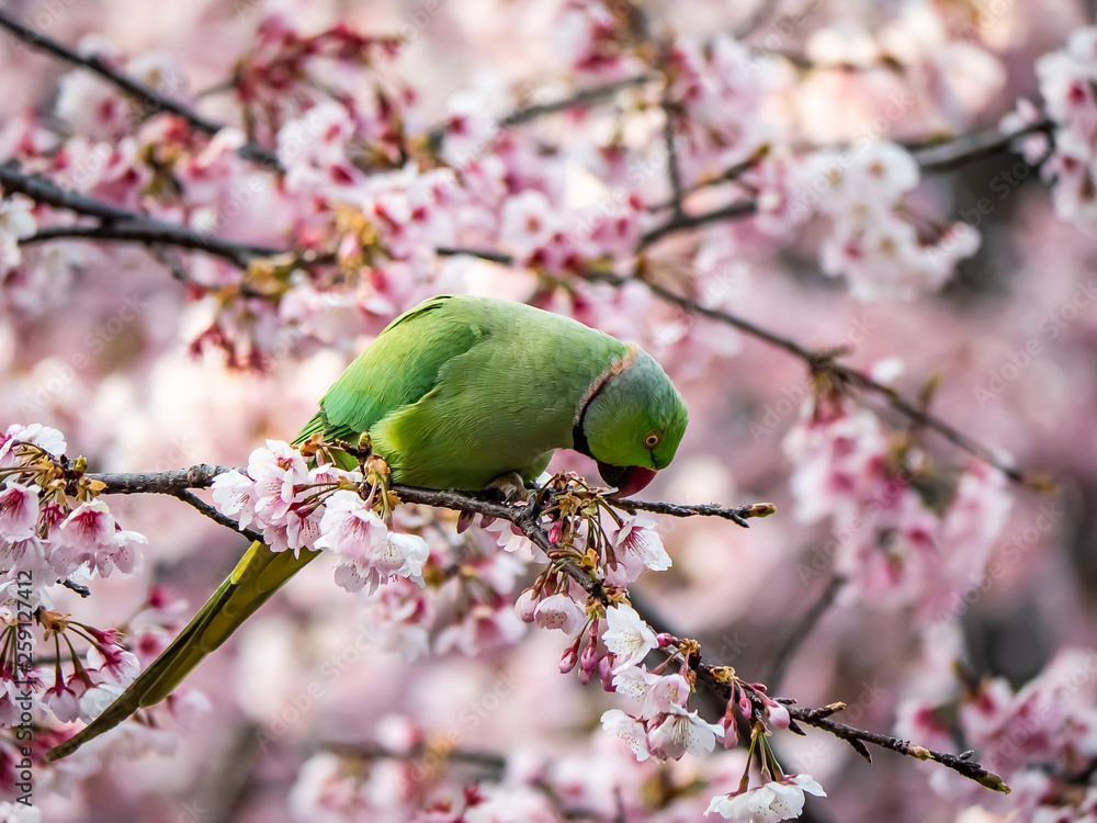 rose ringed parakeet in Japanese sakura tree 46 rose ringed parakeet in Japanese sakura tree 46