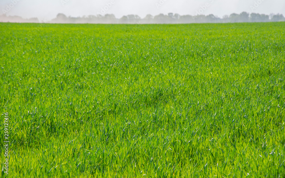 Fresh spring grass on the field - background Fresh spring grass on the field - background