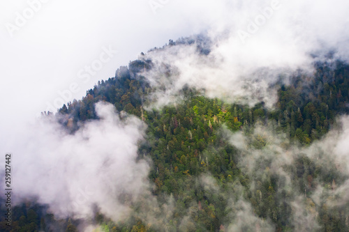 Top down turquoise forest on the mountainside under the clouds-.  fog (aerial photo with paraglider), summer holidays in the Caucasus in Abkhazia.