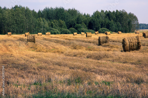 Harvested, straw rolled into rolls photo