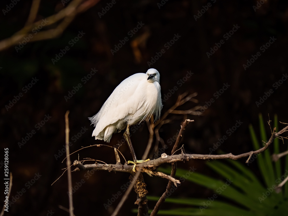 Fototapeta premium Little egret, or kosagi, fishing in a Japanese river 7
