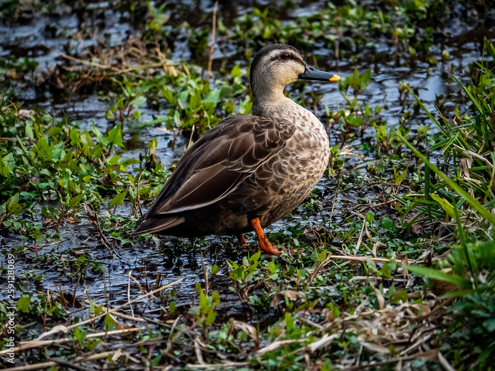 Japanese spotbill duck standing beside a river Japanese spotbill duck standing beside a river