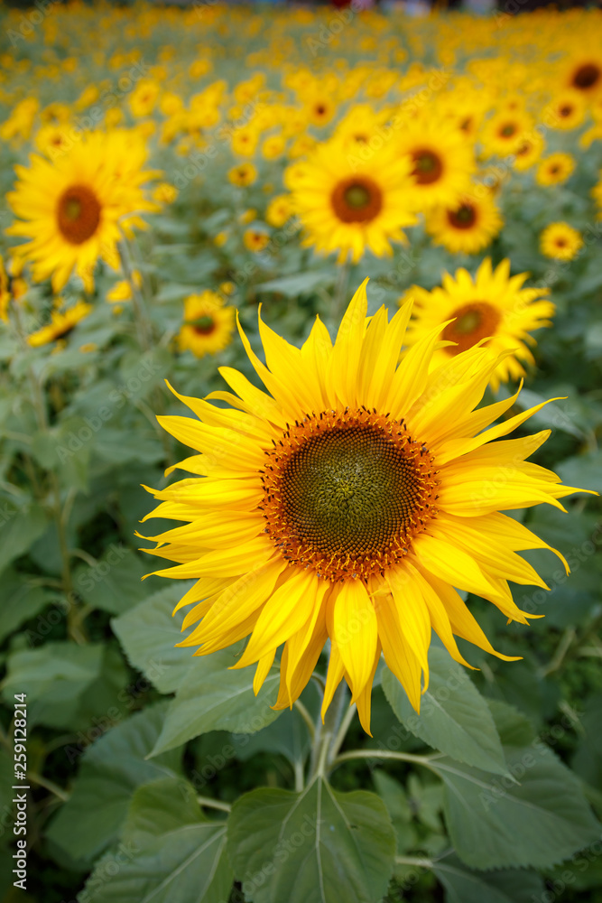 ひまわりの花