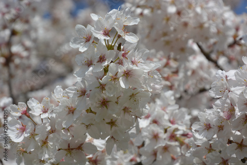 Zierkirsche - Japanische Blütenkirsche - Prunus serrulata