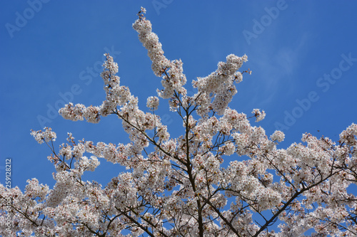 Zierkirsche - Japanische Blütenkirsche - Prunus serrulata