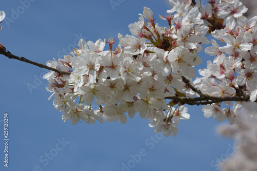 Zierkirsche - Japanische Blütenkirsche - Prunus serrulata