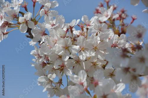 Zierkirsche - Japanische Blütenkirsche - Prunus serrulata