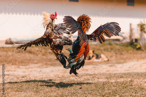 The fighting cock of Thailand is fighting in the midst of nature. In Thailand, this fight was brought into the sporting event. In addition, gambling is involved. photo