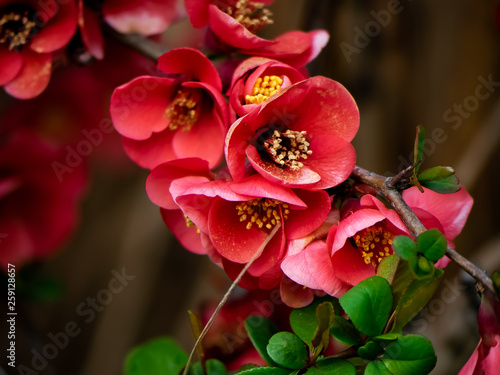 deep red chinese quince flowers in bloom 3 photo